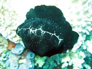 Bangka dive sites. Sulawesi,  Indon�sie.