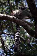 Lemura, l'Isalo N�rodn� park. Madagaskar.