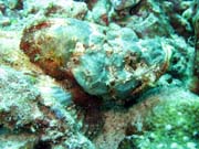 Scorpionfish, Bangka dive sites. Sulawesi,  Indon�sie.