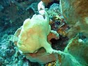 Frogfish (rozedranec), Bangka dive sites. Sulawesi,  Indon�sie.