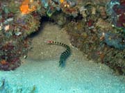 Pipefish, Bangka dive sites. Sulawesi,  Indon�sie.