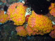 Soft corals (m�kk� kor�ly), Bangka dive sites. Sulawesi,  Indon�sie.