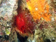 Flaming scallop (n�kdy t� naz�van� Electrical clam shell), Lembeh dive sites. Sulawesi,  Indon�sie.