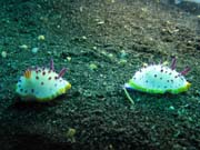 Nudibranches, Lembeh dive sites. Sulawesi,  Indon�sie.