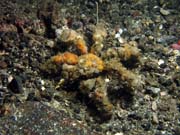 Krab, Lembeh dive sites. Sulawesi,  Indon�sie.