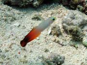 Goby fish, Bunaken dive sites. Sulawesi,  Indon�sie.