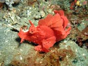 Scorpionfish, Lembeh dive sites. Sulawesi,  Indon�sie.