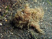 Hairy frogfish, Lembeh dive sites. Sulawesi,  Indon�sie.
