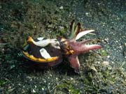 Flamboyant cuttlefish, Lembeh dive sites. Sulawesi,  Indon�sie.