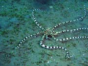 Mimic octopus, Lembeh dive sites. Sulawesi,  Indon�sie.