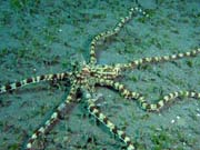 Mimic octopus, Lembeh dive sites. Sulawesi,  Indon�sie.