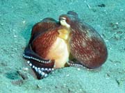Coconut octopus, Lembeh dive sites. Sulawesi,  Indon�sie.