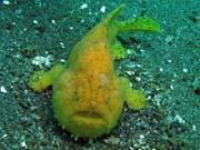Frogfish octopus, Lembeh dive sites. Sulawesi,  Indon�sie.