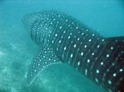 �ralok obrovsk� (whale shark), lokalita Maamigili. Maledivy.