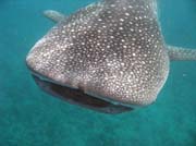 �ralok obrovsk� (whale shark), lokalita Maamigili. Maledivy.