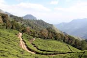 �ajov� plant�e v okol� m�sta Munnar, Kerala. Indie.
