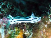 Naho��br� pl� (nudibranch). Raja Ampat. Papua,  Indon�sie.