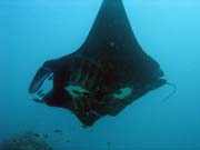 Rejnok manta (Manta obrovsk�, Manta ray). Lokalita Manta Point, Raja Ampat. Papua,  Indon�sie.