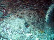 �ralok Wobbegong (Wobbegong shark). Raja Ampat. Papua,  Indon�sie.