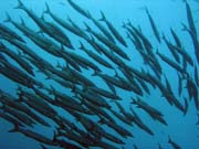 Hejno barakud (Barracuda). Raja Ampat. Papua,  Indon�sie.