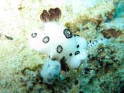 Naho��br� pl� (nudibranch). Raja Ampat. Papua,  Indon�sie.