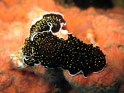 Naho��br� pl� (nudibranch). Raja Ampat. Papua,  Indon�sie.