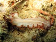 Mo�sk� �erv (flatworm). Raja Ampat. Papua,  Indon�sie.