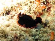 Mo�sk� �erv (flatworm). Raja Ampat. Papua,  Indon�sie.