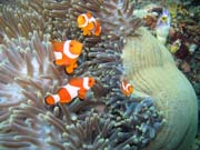 Sasanka s klauny (Anemone and clownfishes). Raja Ampat. Papua,  Indon�sie.