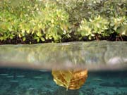 Mangrovn�ci (Mangroves). Lokalita The Passage, Raja Ampat. Papua,  Indon�sie.