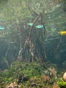 Mangrovn�ci (Mangroves). Lokalita The Passage, Raja Ampat. Papua,  Indon�sie.