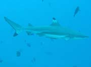 �tesov� �ralok (Blacktip reef shark). Raja Ampat. Papua,  Indon�sie.
