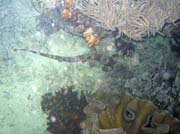 Bambusov� �ralok, (Whitespotted bamboo shark). Lokalita Mike's Point, Raja Ampat. Papua,  Indon�sie.