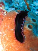 Mo�sk� �erv (flatworm). Raja Ampat. Papua,  Indon�sie.