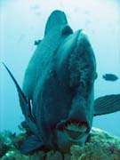 Zelen� ploskozubec - Green humphead parrotfish (bumphead parrotfish). Raja Ampat. Papua,  Indon�sie.