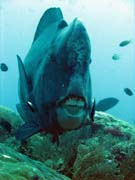 Zelen� ploskozubec - Green humphead parrotfish (bumphead parrotfish). Raja Ampat. Papua,  Indon�sie.
