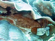 �ralok Wobbegong (Wobbegong shark). Raja Ampat. Papua,  Indon�sie.