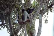 Indri-indri, nejv�t�� z lemur a skoro bezocas�. Andasibe-Mantadia N�rodn� park. Madagaskar.
