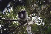 Indri-indri, nejv�t�� z lemur a skoro bezocas�. Andasibe-Mantadia N�rodn� park. Madagaskar.