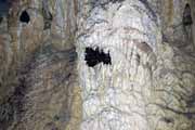Netop��i v jeskyni Grotte des Chauves-Souris, l'Ankarana N�rodn� park. Madagaskar.