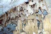 Netop��i v jeskyni Grotte des Chauves-Souris, l'Ankarana N�rodn� park. Madagaskar.