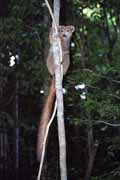 Crowned lemura, l'Ankarana N�rodn� park. Madagaskar.
