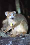 Crowned lemura, l'Ankarana N�rodn� park. Madagaskar.