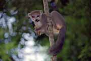 Crowned lemura, l'Ankarana N�rodn� park. Madagaskar.