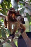 �ern� lemura, Nosy Komba. Madagaskar.