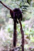 �ern� lemura, Nosy Komba. Madagaskar.