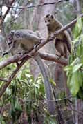 Crowned lemury, l'Ankarana N�rodn� park. Madagaskar.