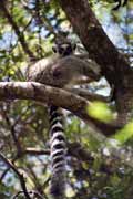 Lemura, l'Isalo N�rodn� park. Madagaskar.