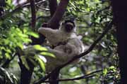 B�l� sifaka, l'Isalo N�rodn� park. Madagaskar.