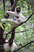B�l� sifaka, l'Isalo N�rodn� park. Madagaskar.